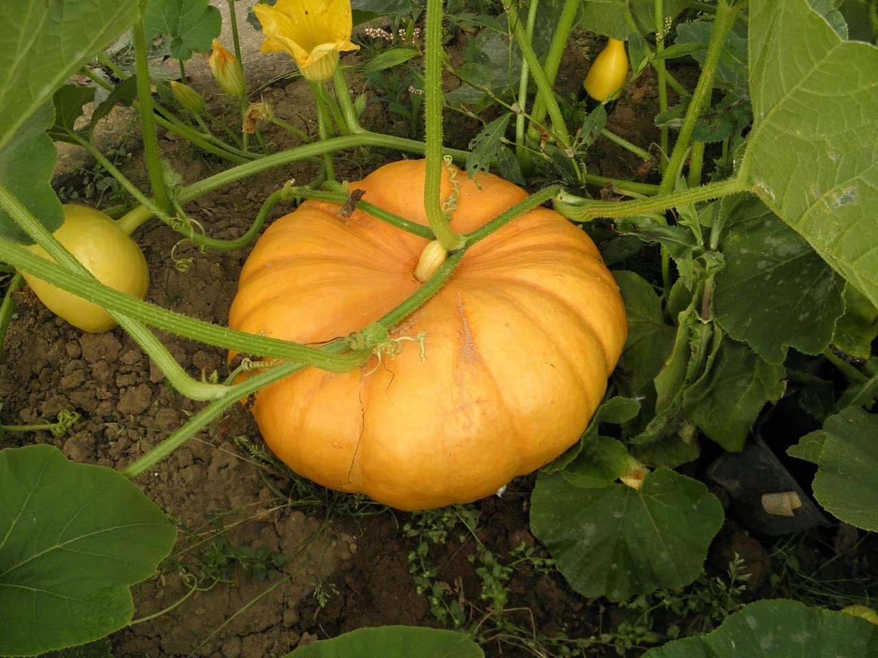 Sugar Pie Pumpkin Cucurbita pepo Seeds for Planting in Vegetable Garden