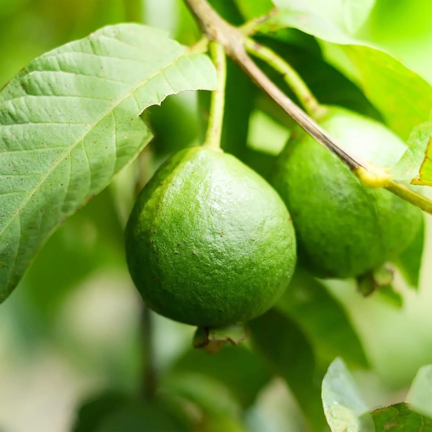 Guava Seeds Red Psidium Guajava Perennial Sweet Fragrant Tropical Fruit Non-Gmo Backyard Plant Best
