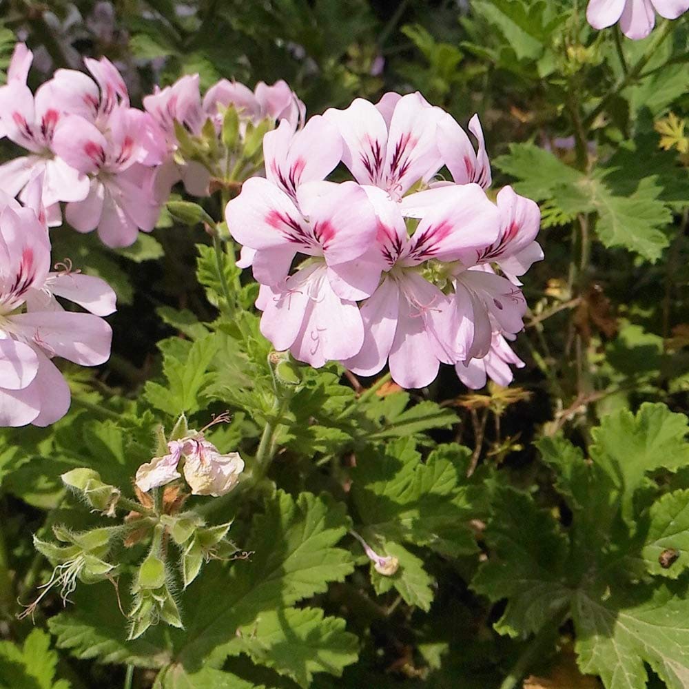 Geranium Pelargonium hortorum Seeds for Planting