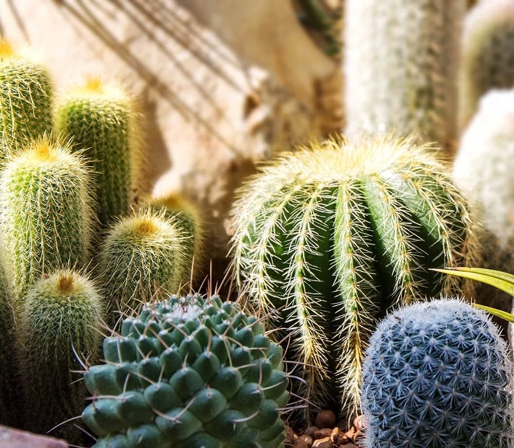 Set of 20 Evergrowseeds Spiny Caterpillar Plant Cactaceae vegetable seeds for planting in pots or garden.