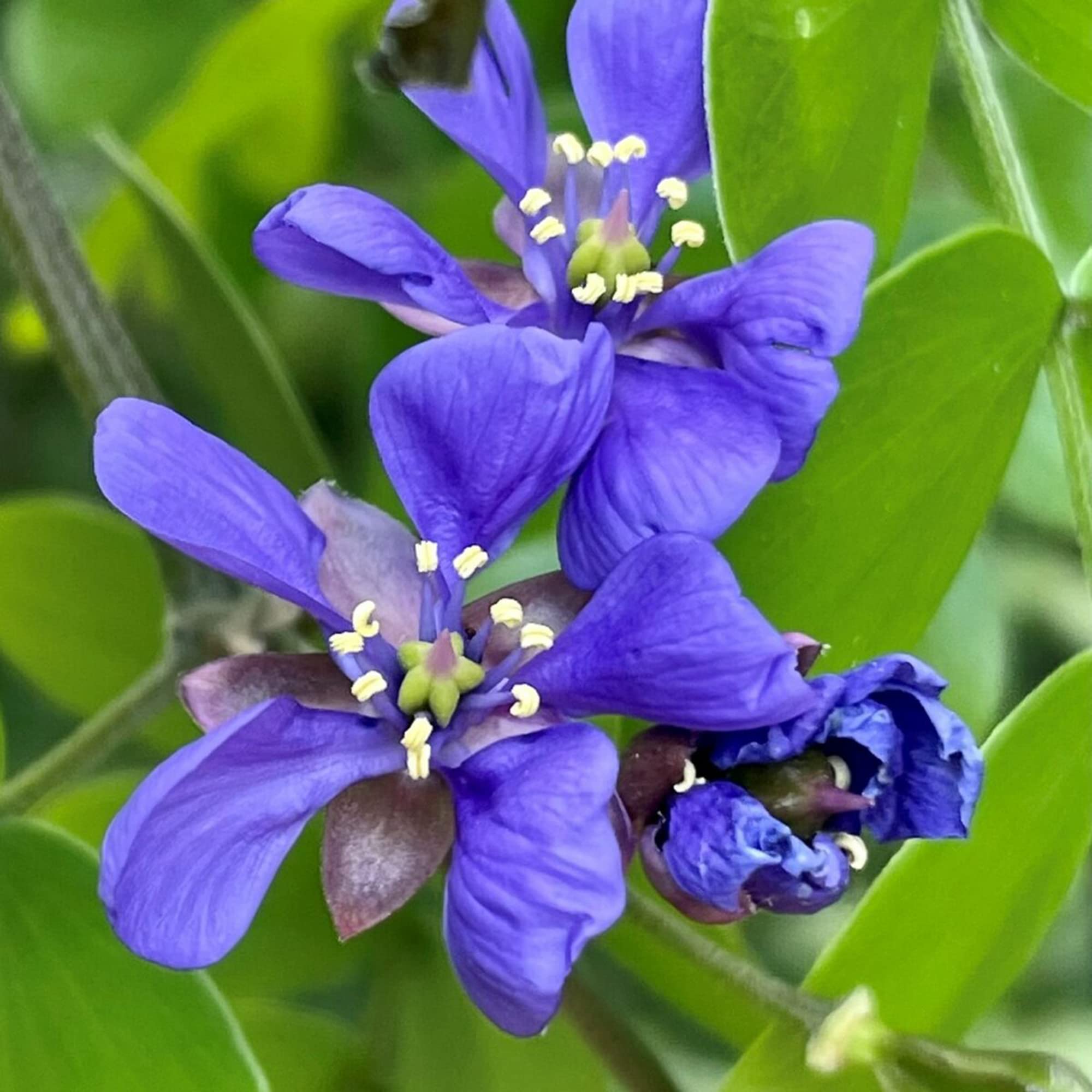 Lignum Vitae Guaiacum sanctum for planting in tropical garden