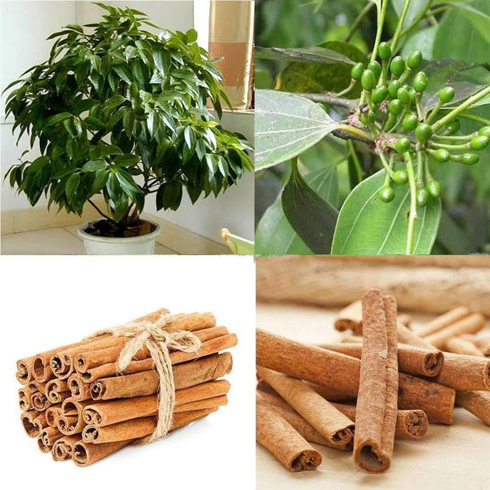 Cinnamon Seed Planting Pack