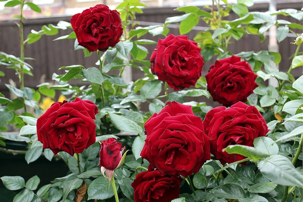 Red Thornless Rose Seeds for Planting Beautiful Blooms Without Thorns