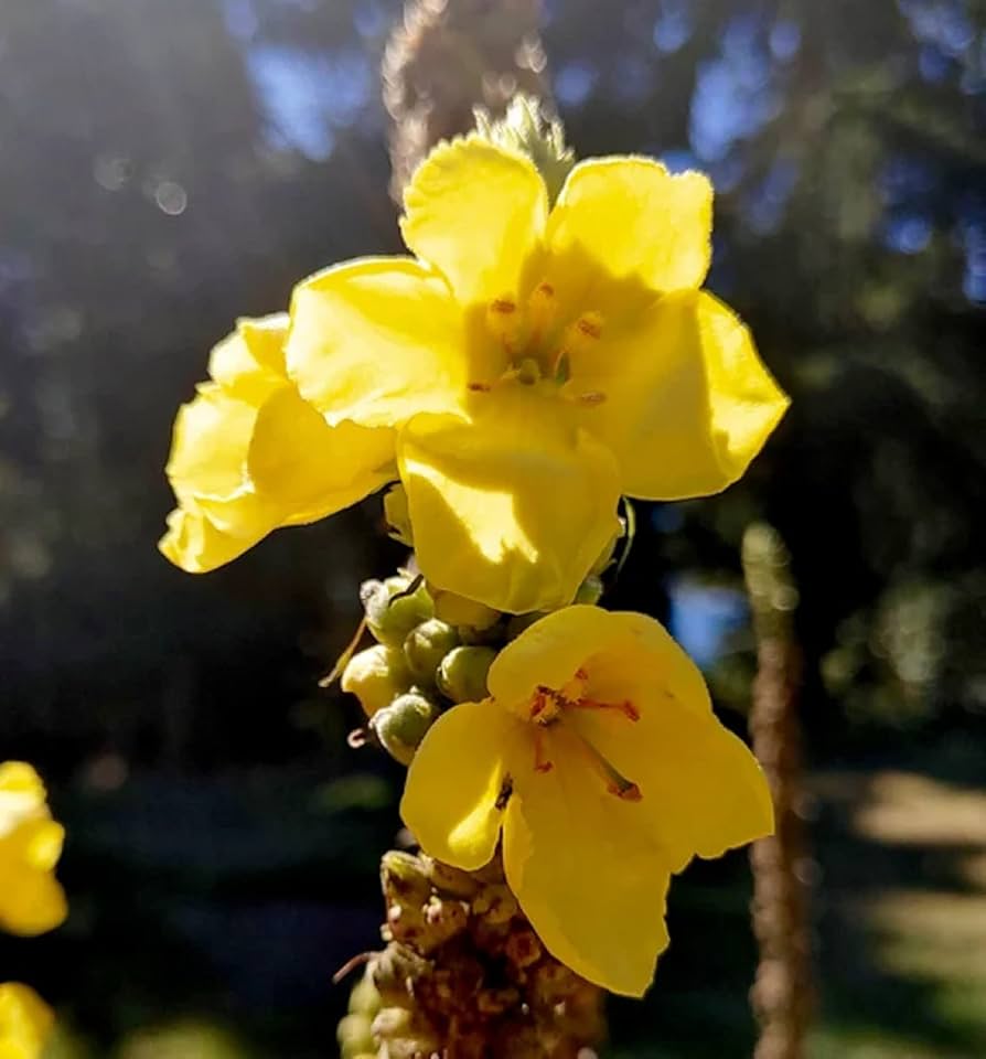 Verbascum Densiflorum Mullein Flower Seeds (Flowerssamen von Verbascum Densiflorum)