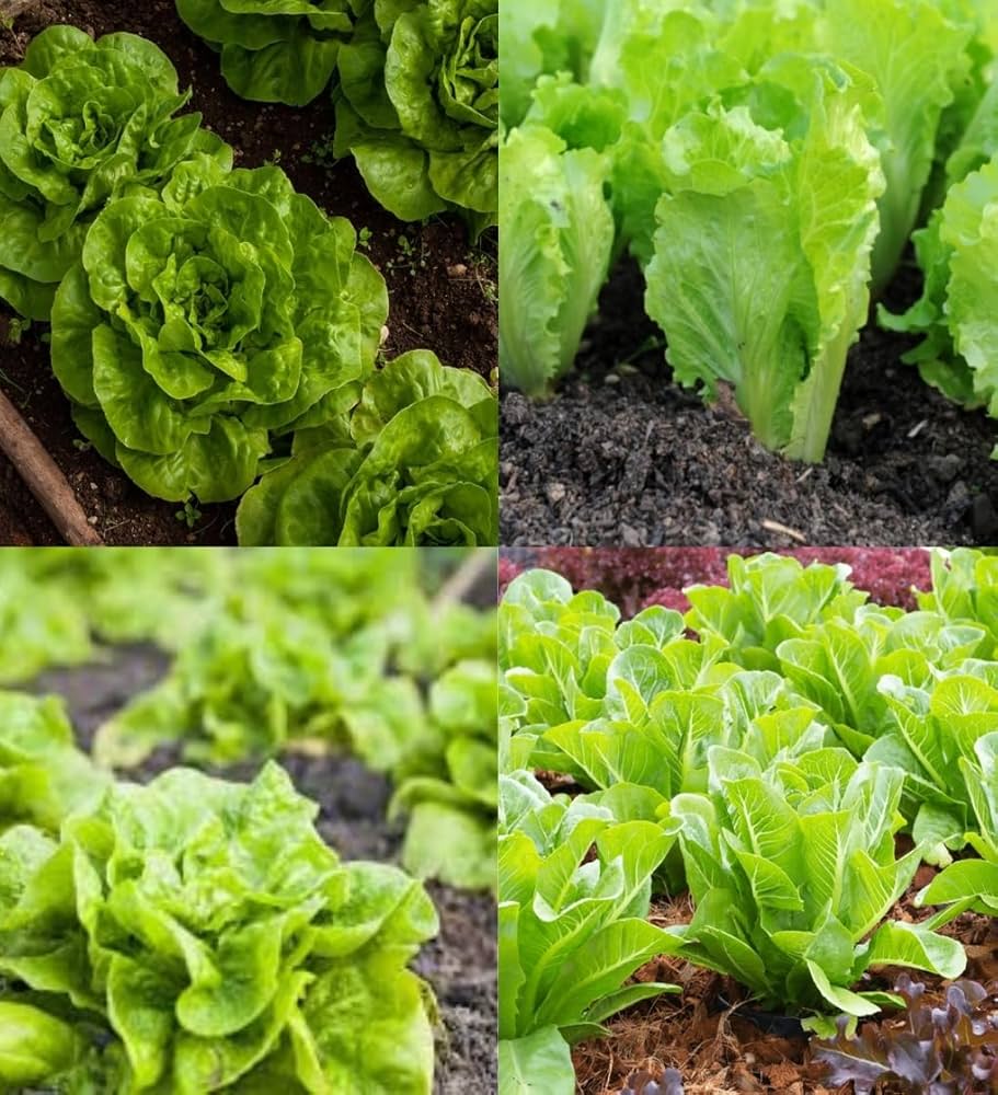 Lettuce Mix Seeds for Indoor Planting