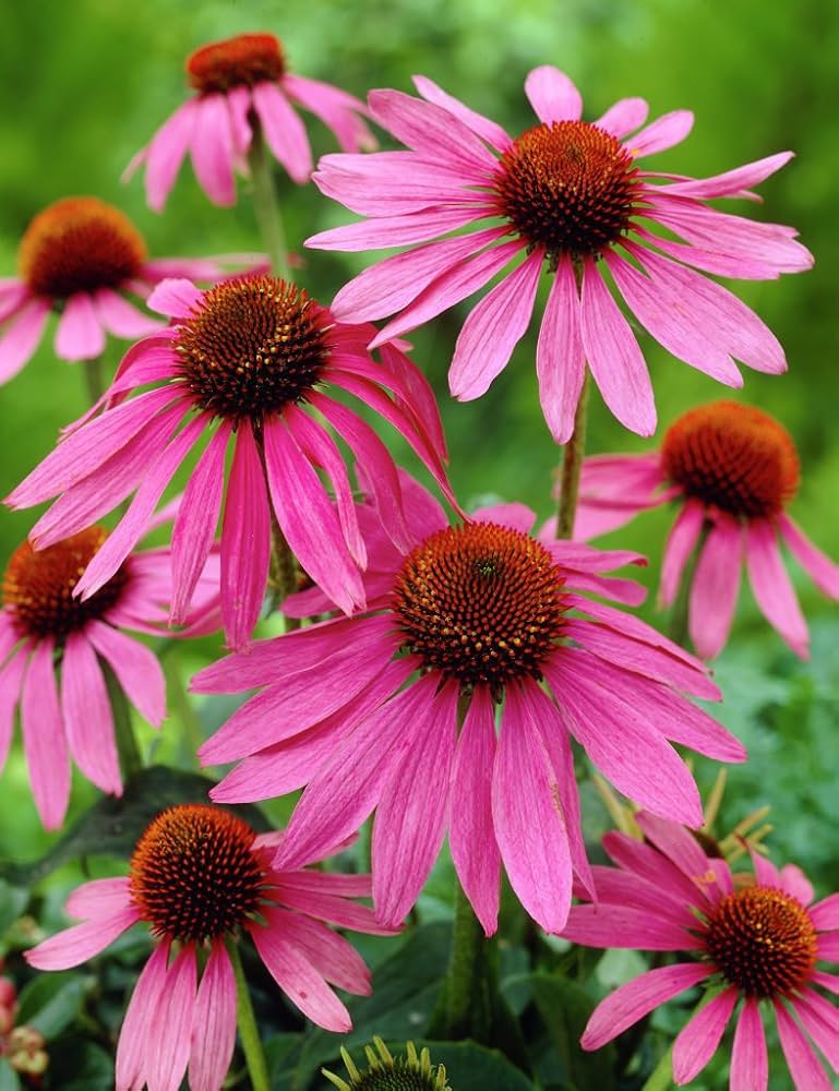 Coconut Lime Echinacea Coneflower Echinacea purpurea Seeds for Planting in Flower Bed