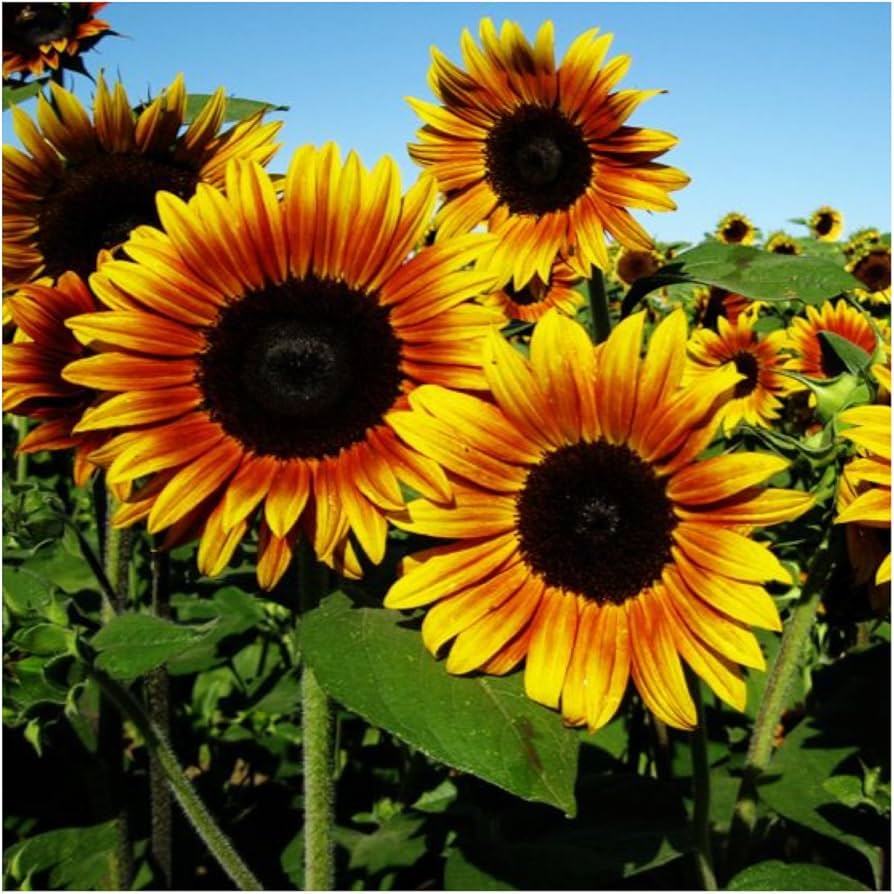 Firecracker Sunflower Seeds for Planting Helianthus annuus for flower beds and pollinator gardens