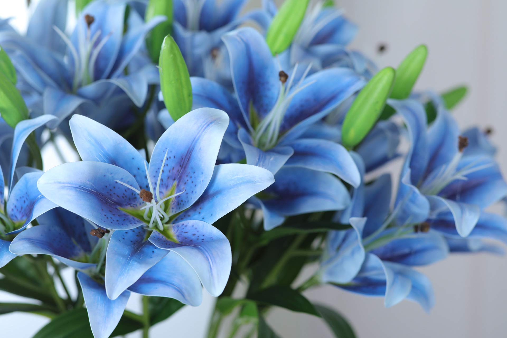 Blue Heart Lily Crinum spp. Seeds for Planting - Great for Flower Bed & Water Garden