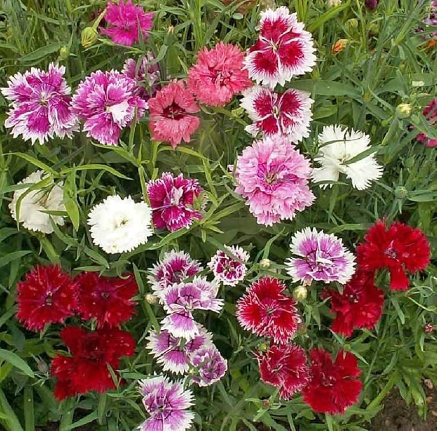 Mixed Dianthus Sonata Flower seeds blooming in flower beds, containers, borders, and pollinator-friendly gardens