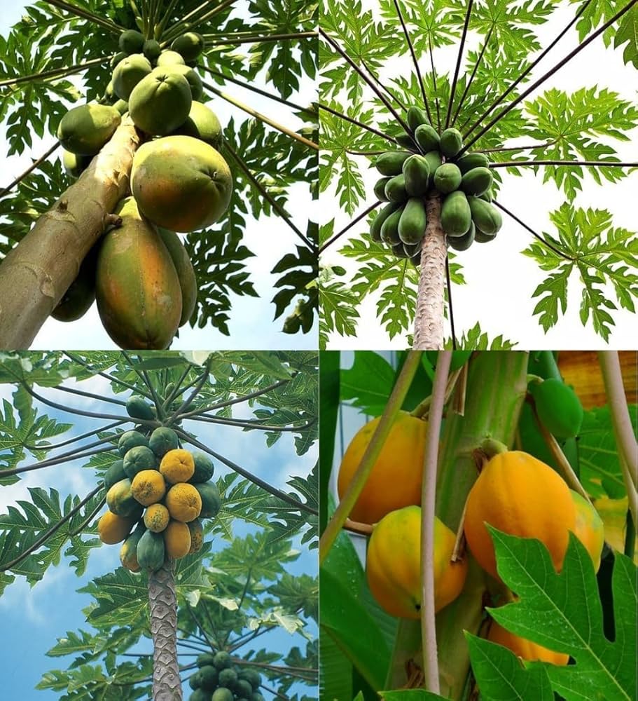 Fast-Growing Papaya Planting Seeds for Home Gardens