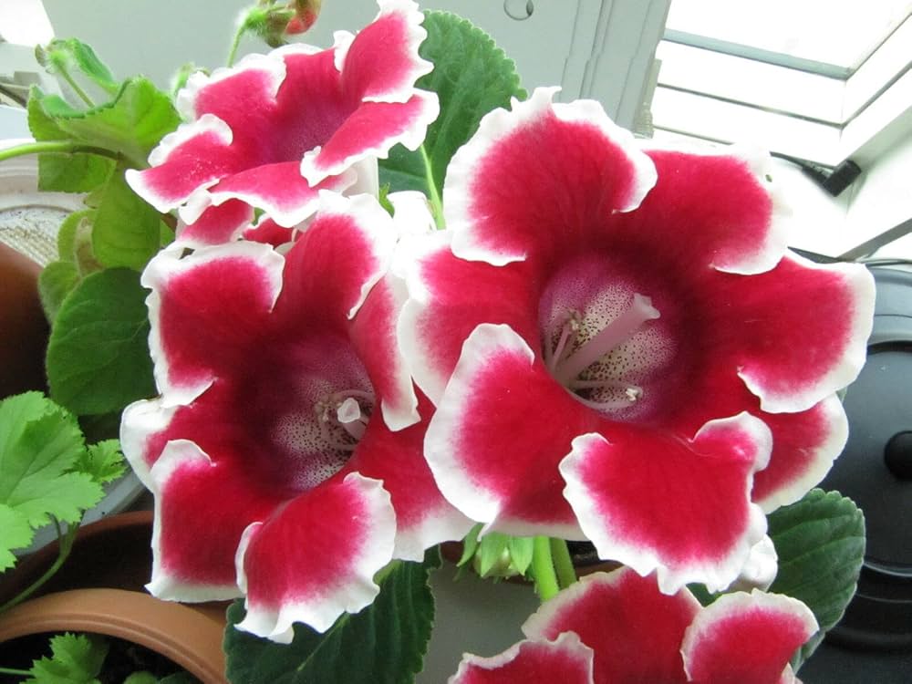 Mini Gloxinia Sinningia speciosa Seeds for Planting in Indoor Garden