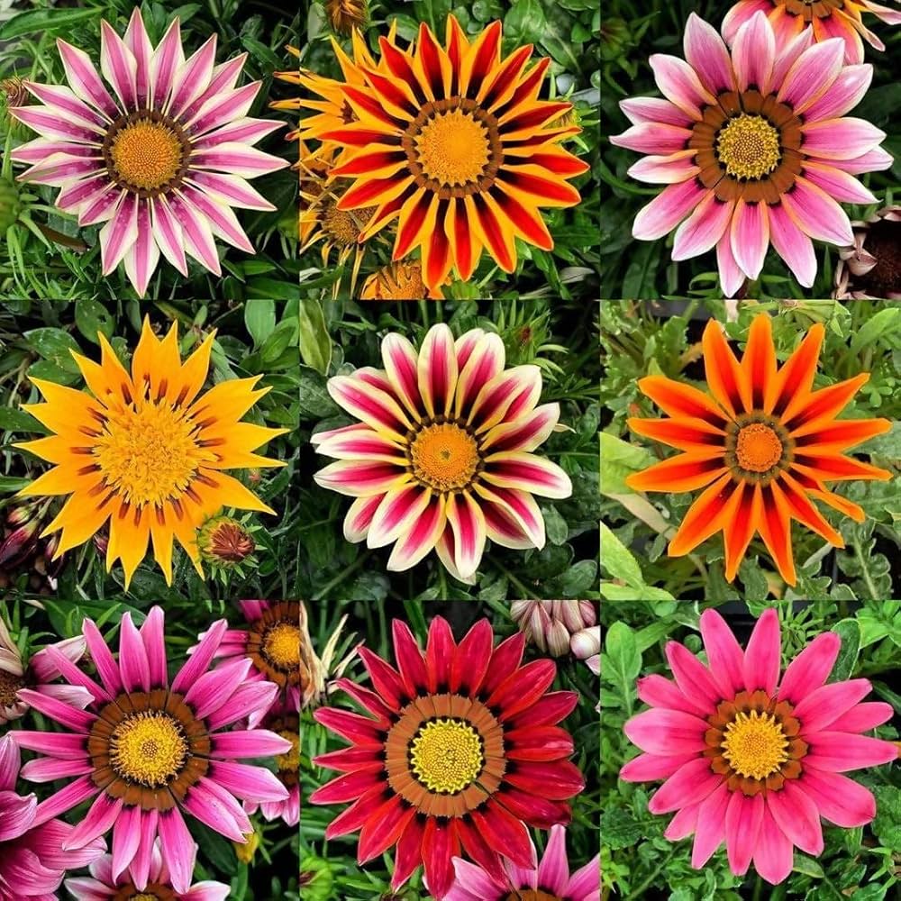 Gazania Giant Flower Seeds - Perfect for Easy Planting