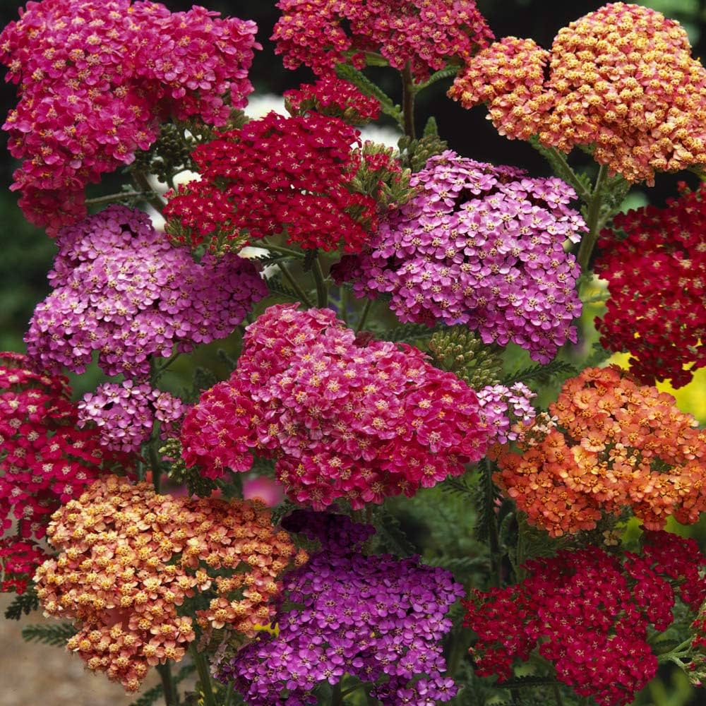 Mixed Achillea Millefolium Flower seeds blooming in flower beds, containers, borders, and pollinator-friendly gardens