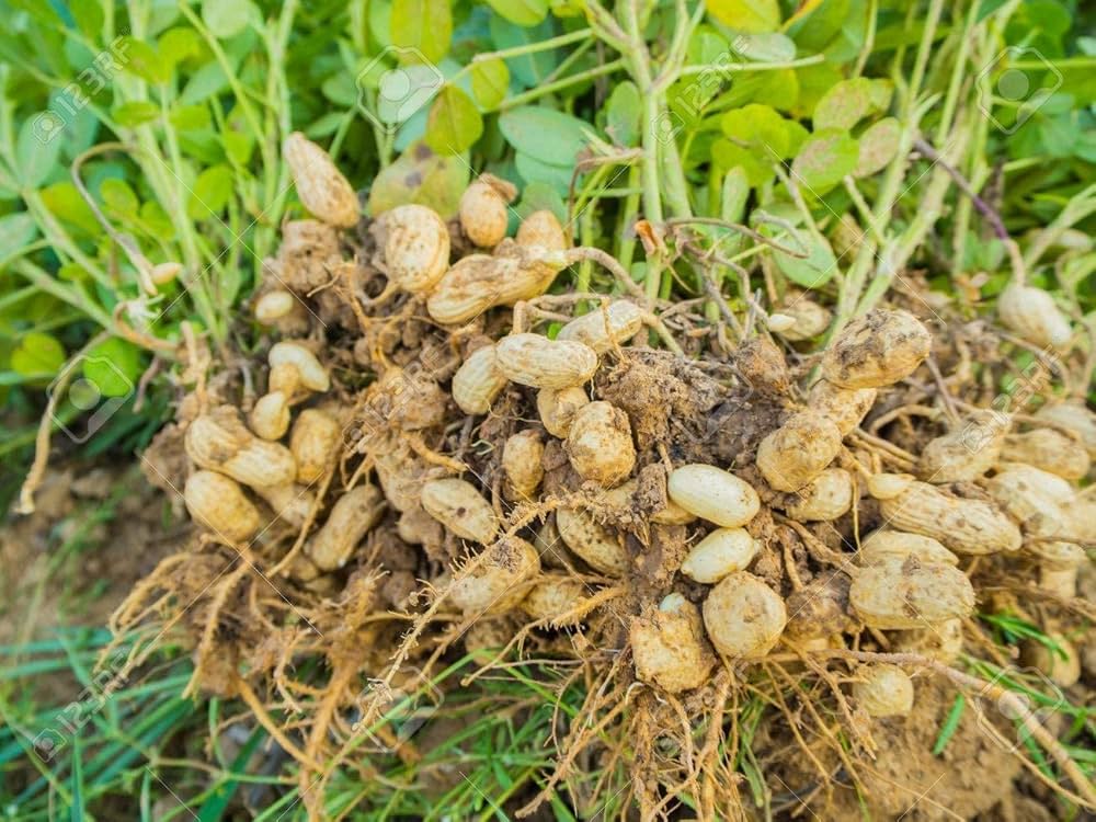 Evergrowseeds peanut Goober Arachis hypogaea vegetable seeds for planting, displayed in 20-pack for garden cultivation.