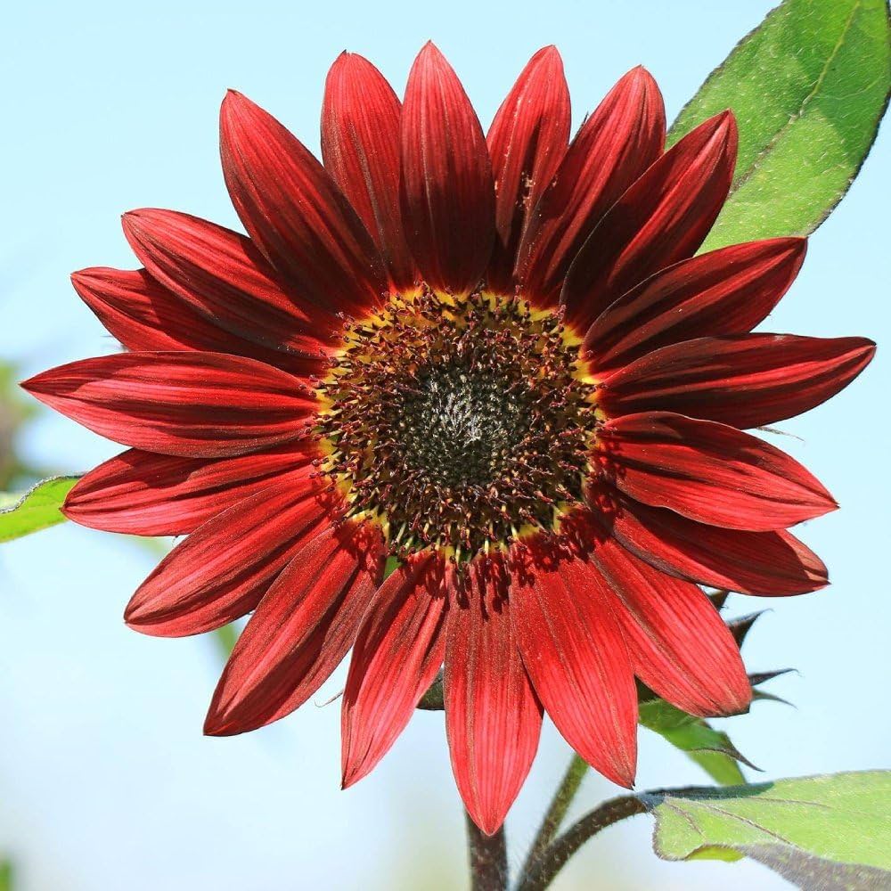 Red Sunflower Helianthus annuus Seeds for Planting - Perfect for Flower Bed & Vegetable Patch