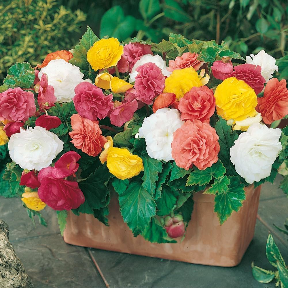 Mixed Begonia Semperflorens Flower Seeds