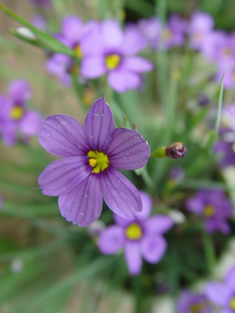 Sisyrinchium Bellum Blue-eyed Grass Seeds for Planting