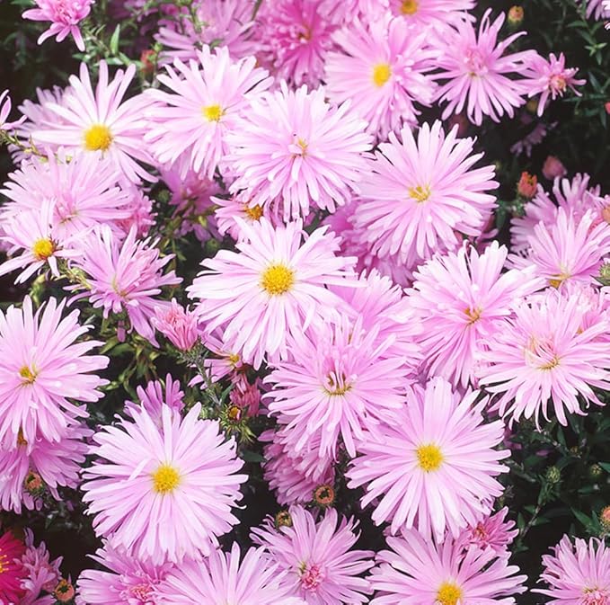 Puderquaste Aster Seeds for Soft, Purple Aster Blooms