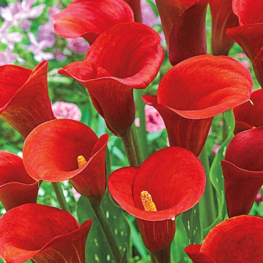 Calla Lily Zantedeschia spp. Bulbs for Planting - Perfect for Home Garden & Flower Bed