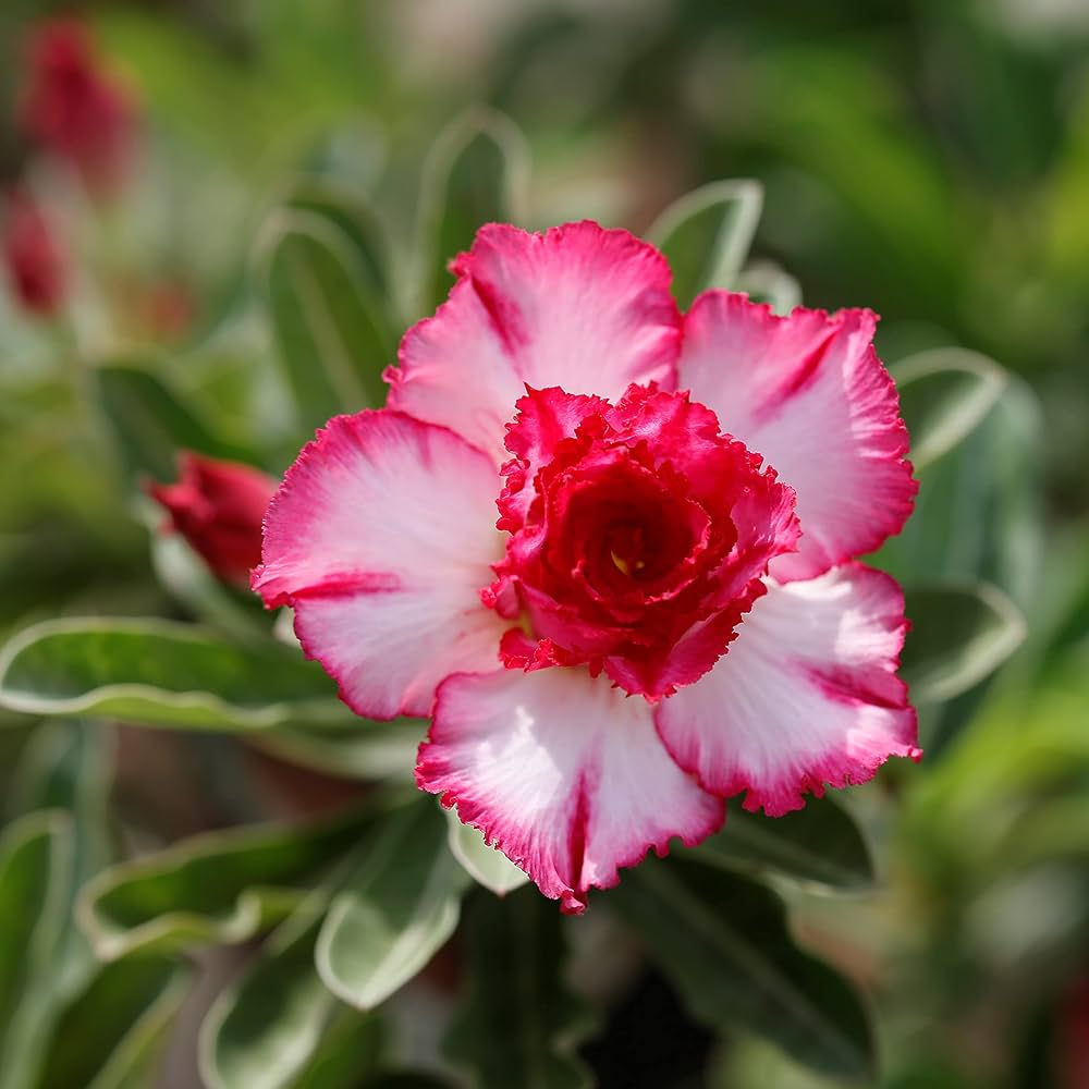 Adenium Desert Flower seeds for Planting - Easy to Grow, Heirloom & GMO Free Seeds for Home Garden