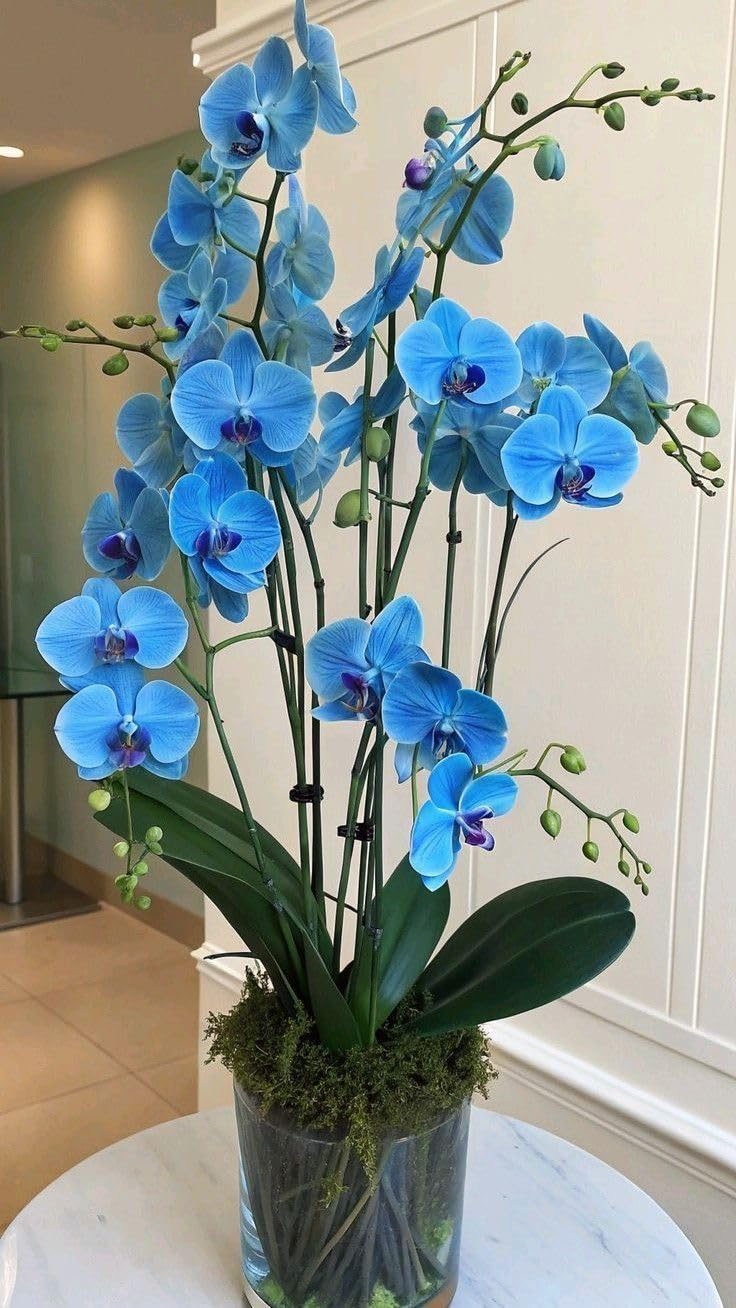 Blue Butterfly Orchid Flower seeds for Planting - Long Bloom Season, Heirloom & GMO Free Seeds for Home Garden
