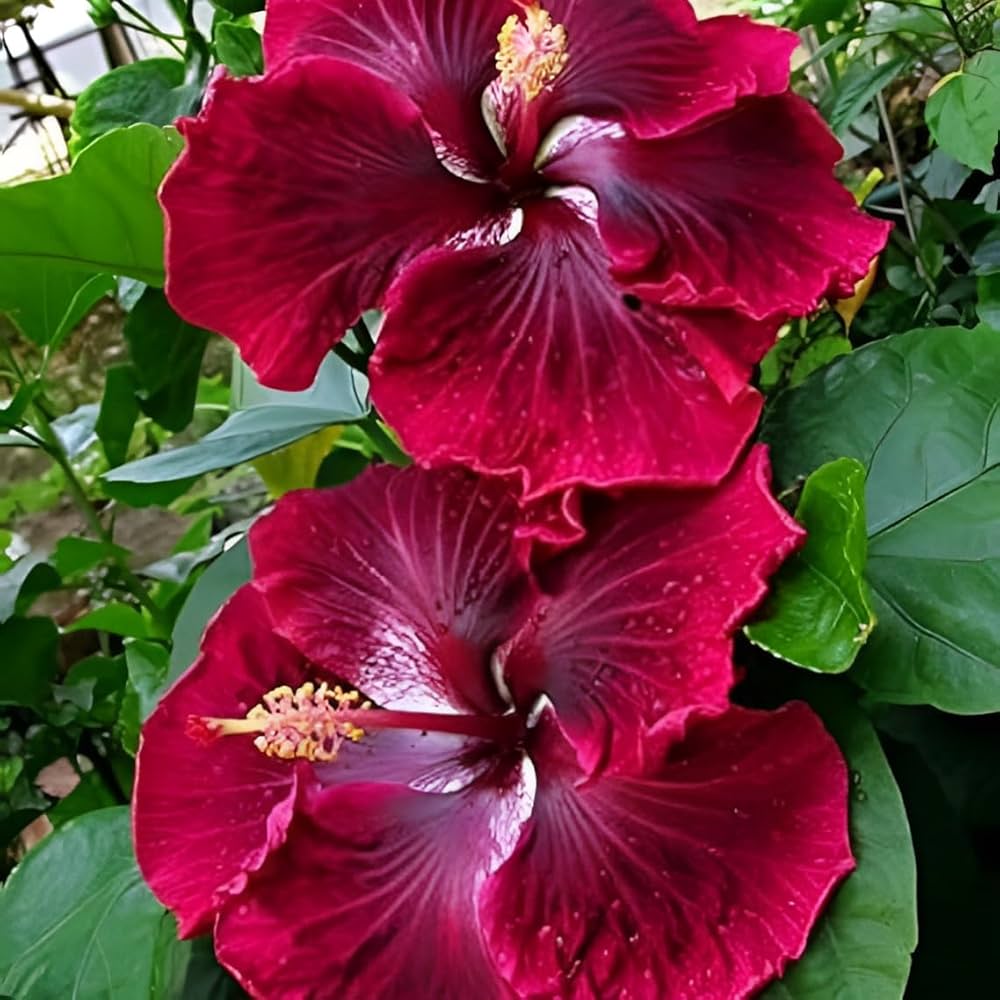 Evergrowseeds cranberry hardy hibiscus flower seeds for planting in flower beds, featuring vibrant hibiscus rosa-sinensis blooms.