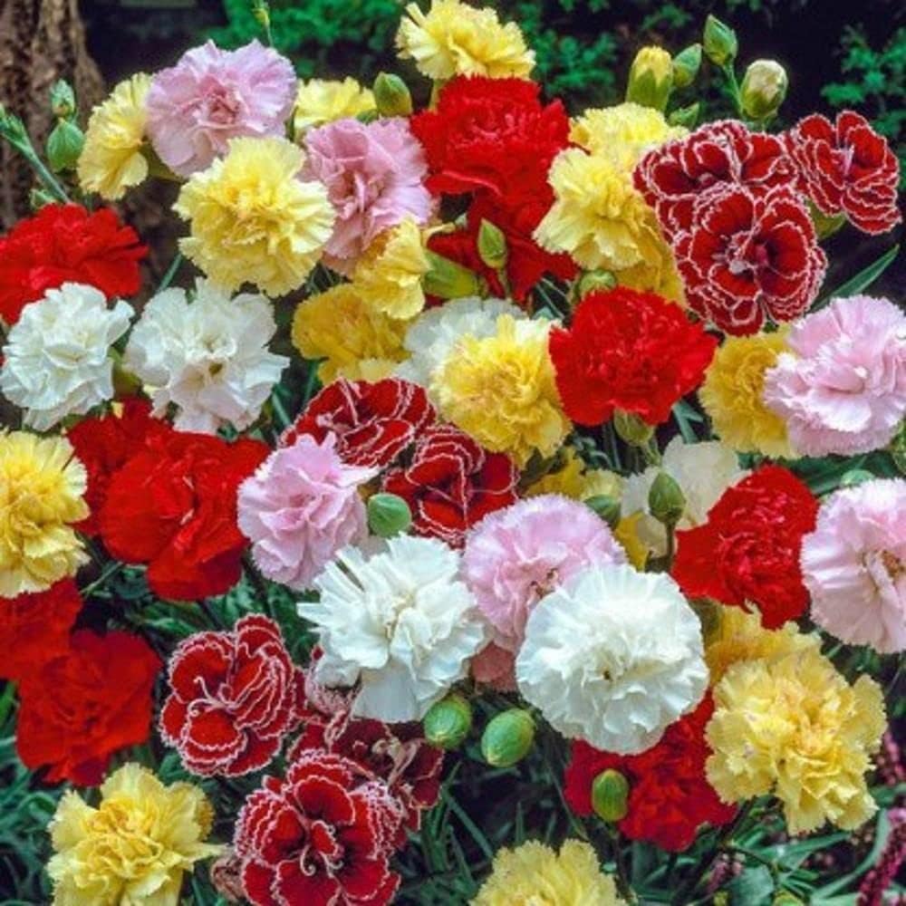 Heirloom Dianthus Caryophyllus Flower seeds blooming in flower beds, containers, borders, and pollinator-friendly gardens