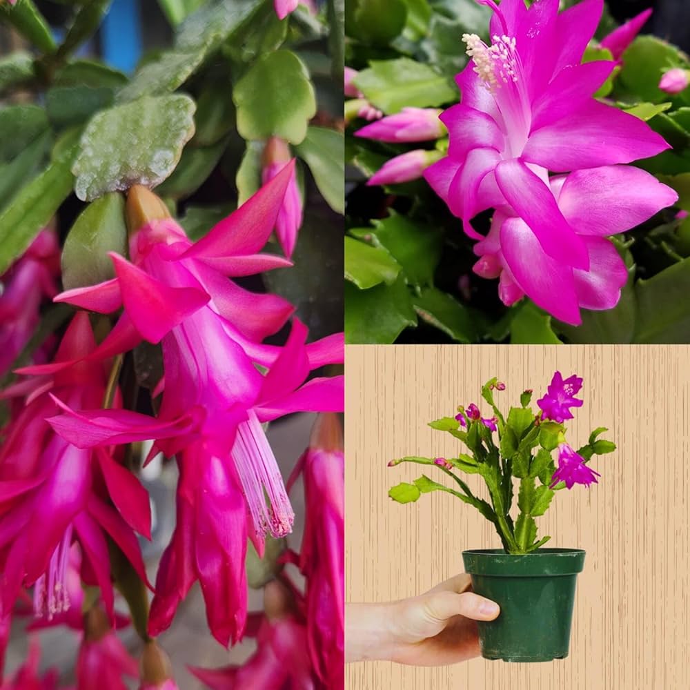 Violet Schlumbergera Seeds for Easy Planting