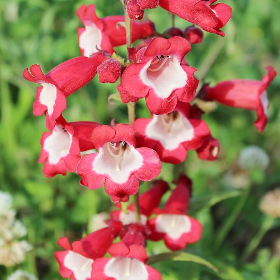 Penstemon Penstemon digitalis Seeds for Planting for Flower Bed