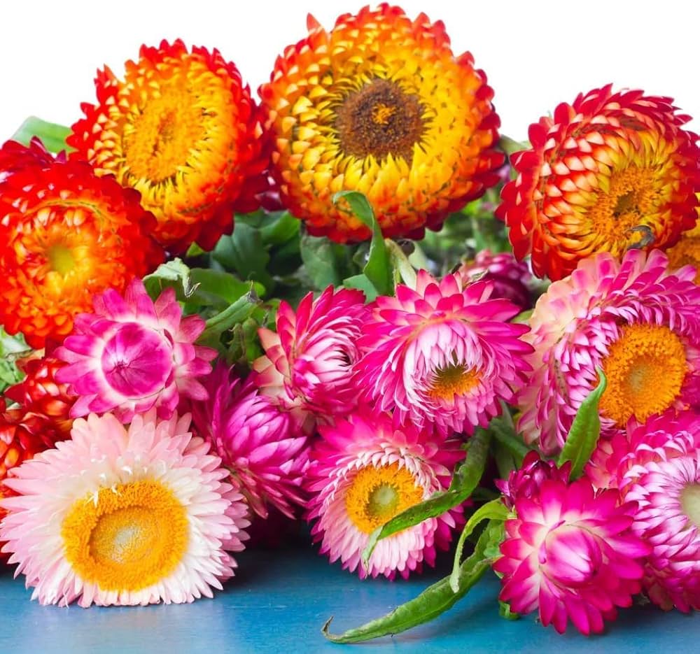 Helichrysum Bracteatum Strawflower Mixed Seeds