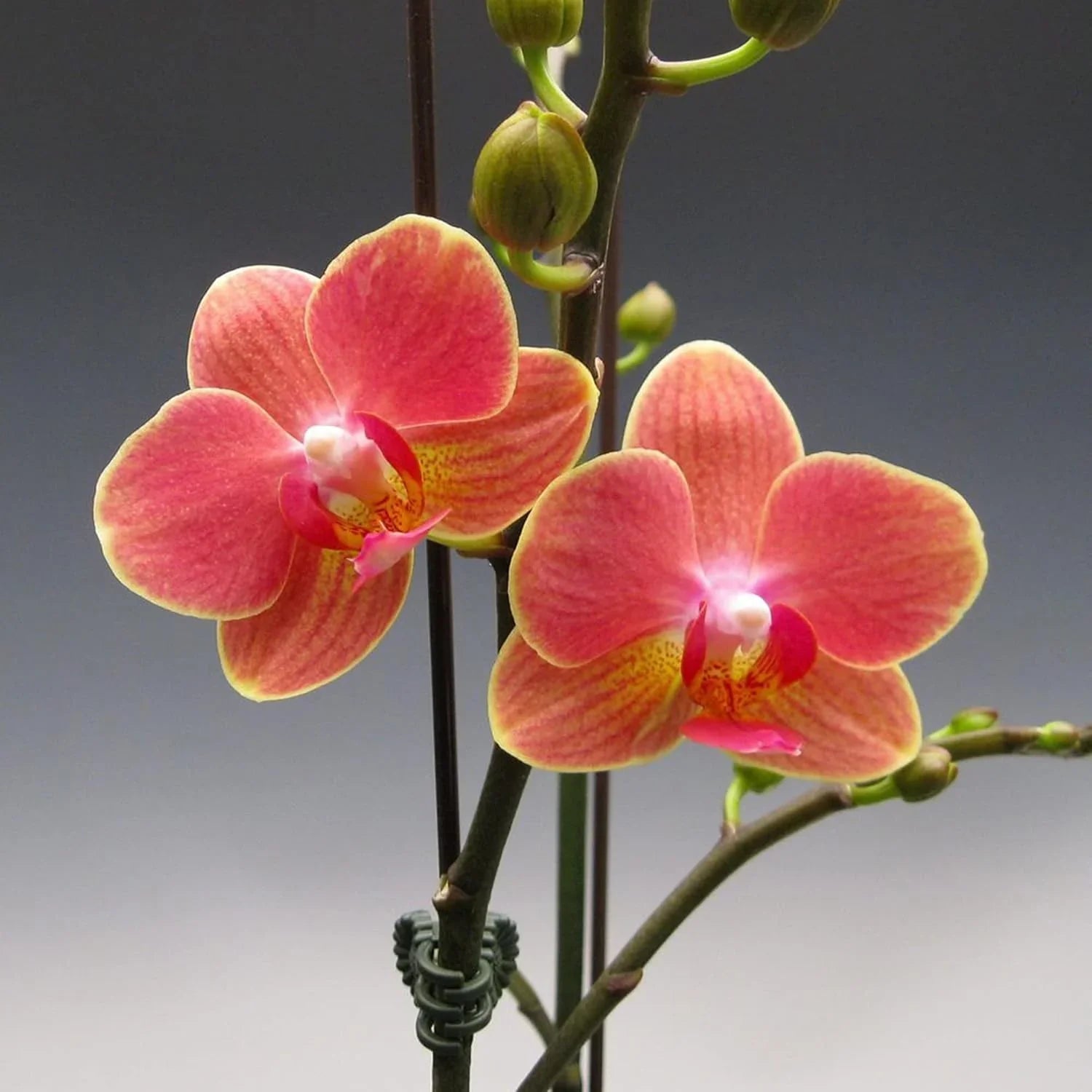 Orange Phalaenopsis Orchid Seeds Flower seeds for Planting Bright Blooms Heirloom & GMO Free Seeds for Home Garden
