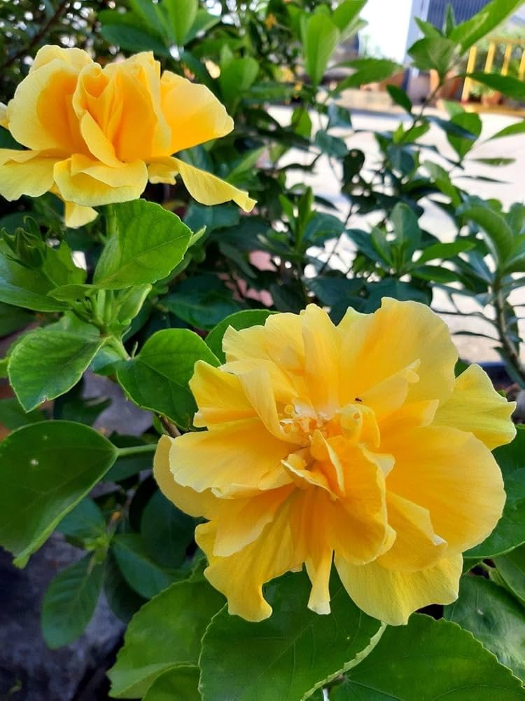 Kerrie Flower seeds for Planting - Easy to Grow, Heirloom & GMO Free Seeds for Home Garden