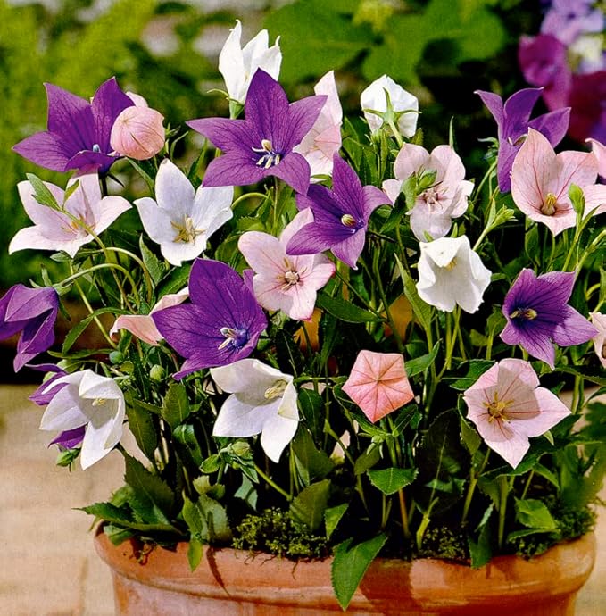 PLATYCODON Balloon Platycodon grandiflorus Mixed Flower Seeds for Planting in Flower Bed