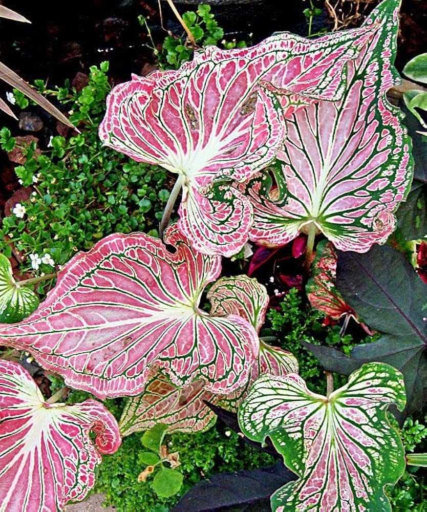 Green Thailand Caladium Flower Seeds for Planting Shade Tolerant Heirloom & GMO Free Seeds for Home Garden
Sale