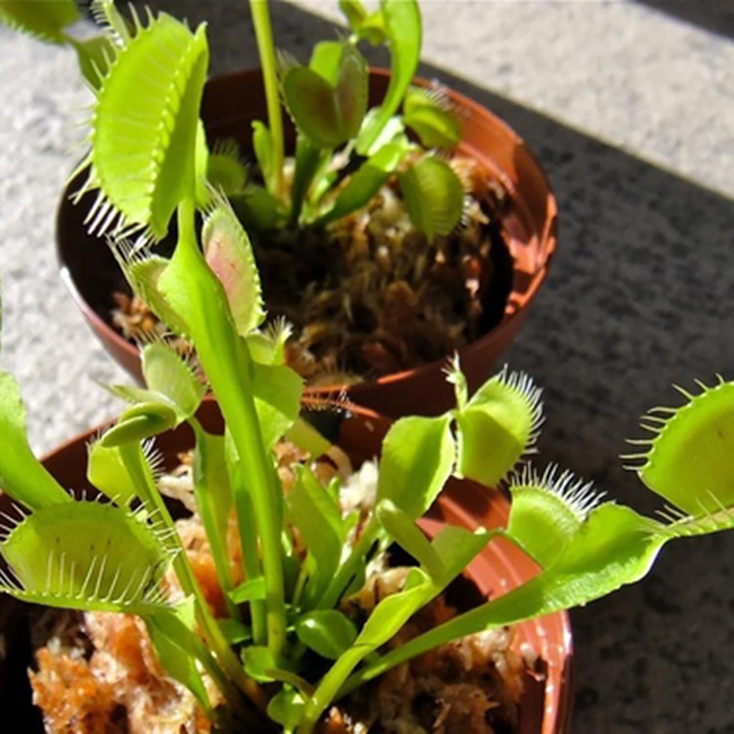 Seeds For Garden Yard Decoration Venus Flytrap Full Sun Carnivorous Acidic Soil Bonsai Dionaea