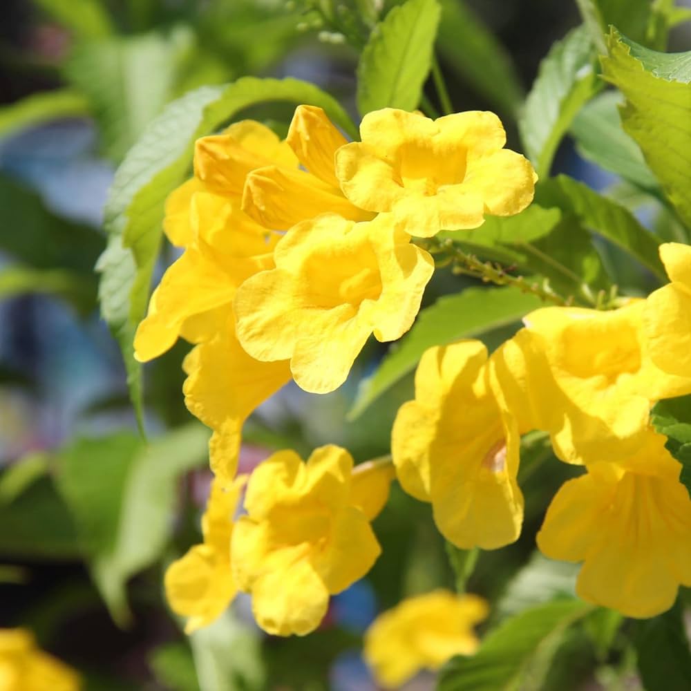 Tecoma Flower seeds for Planting - Long Bloom Season, Heirloom & GMO Free Seeds for Home Garden
Sale seeds for planting in home garden