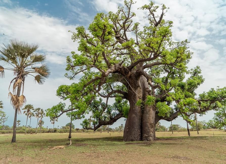 African Baobab Tree (Adansonia Digitata) Monkey Bread, Judas Fruit Seeds Fruit Seeds for Home Gardens, Containers & Outdoor Growing