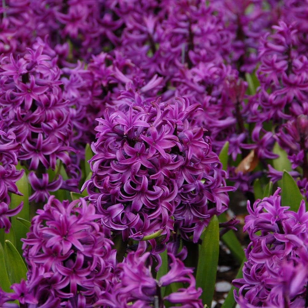 Hyacinth Purple Flower seeds blooming in flower beds, containers, borders, and pollinator-friendly gardens