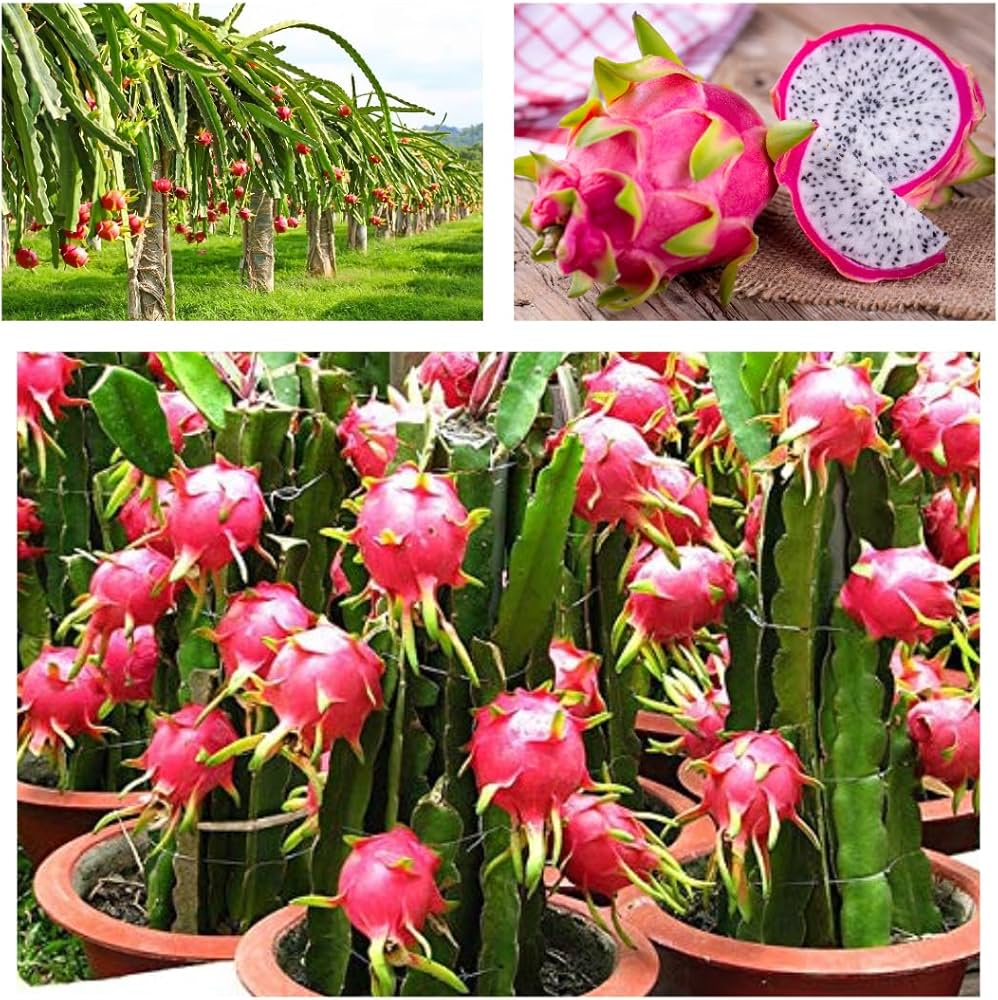 Pitaya Seeds Collection for Easy Planting