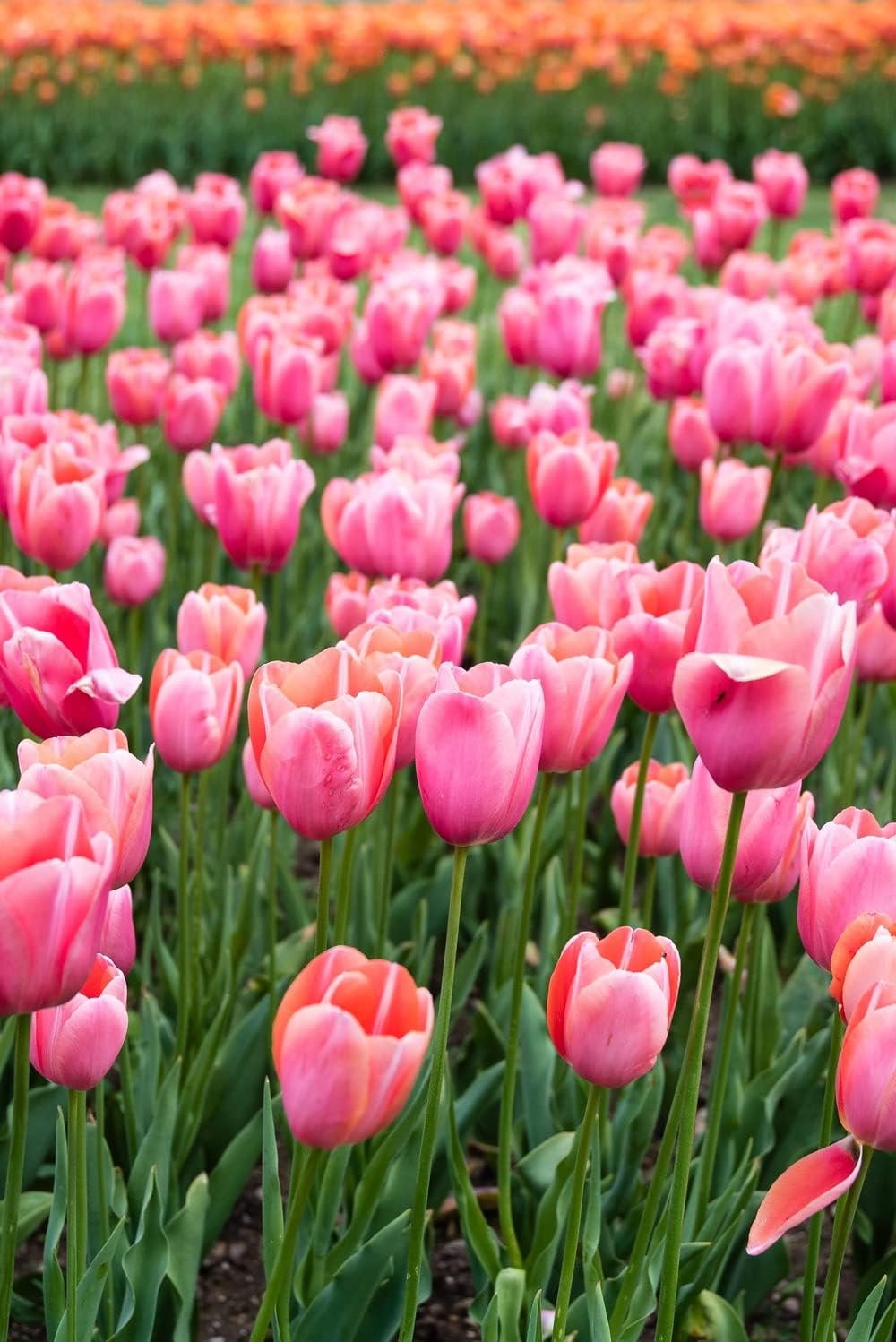 Tulip Flower seeds for Planting - Premium Quality, Heirloom & GMO Free Seeds for Home Garden
Sale for planting in home garden.