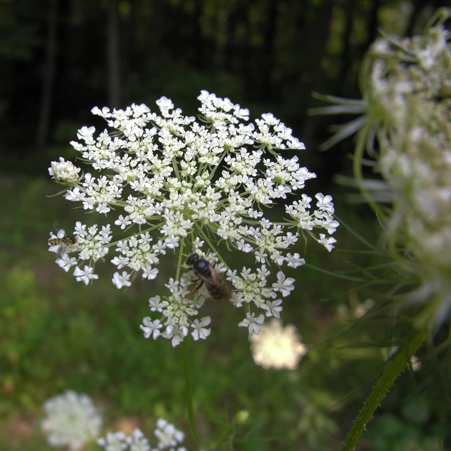 Ligusticum Porteri Seeds Osha Root Porter’s Lovage Perennial Herb Garden Bed Border Outdoor