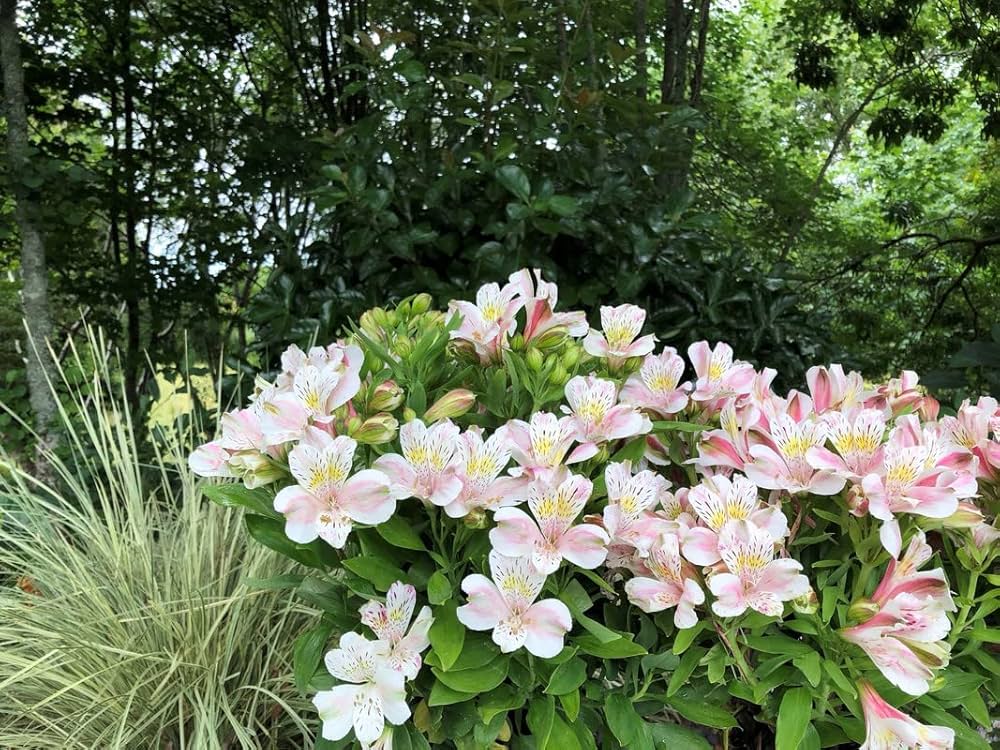 Peruvian Lily Alstroemeria Flower Seeds for Planting