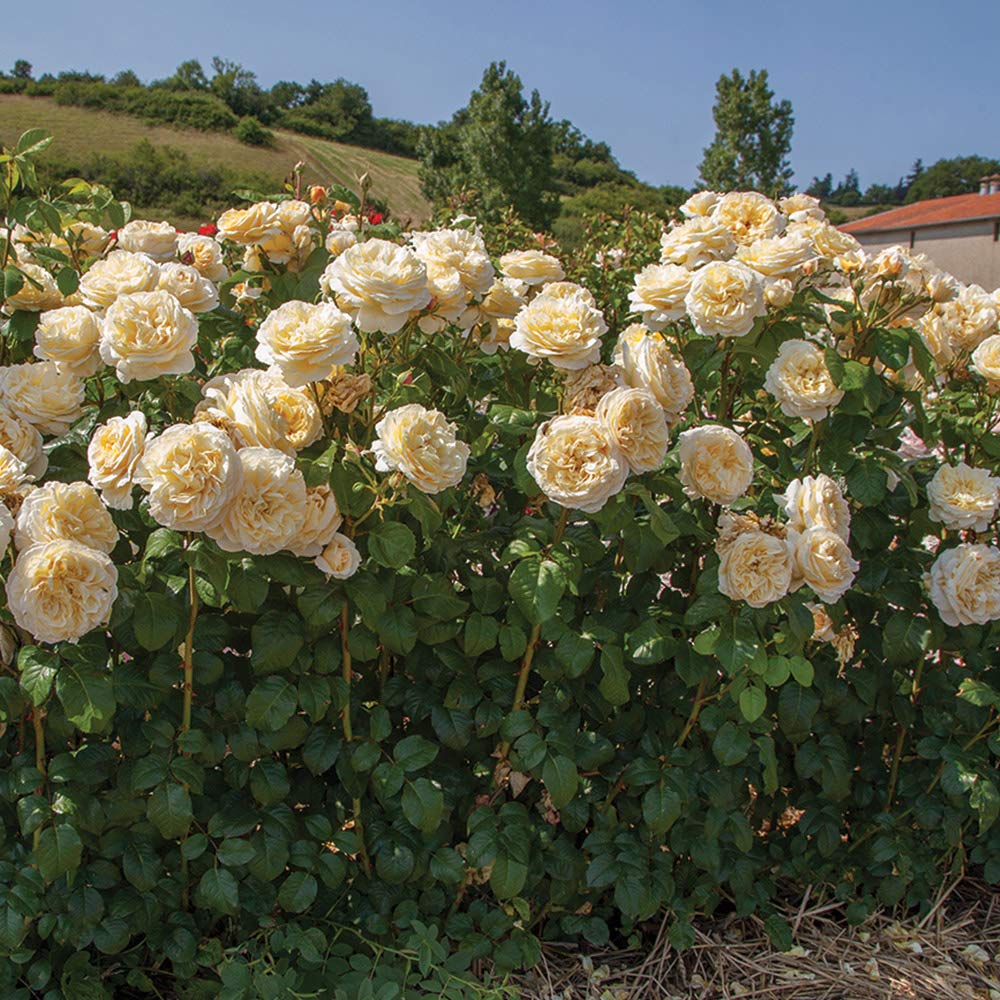 Moonlight Rose Flower seeds for Planting - Pollinator Friendly, Heirloom & GMO Free Seeds for Home Garden
Sale for planting in home garden.