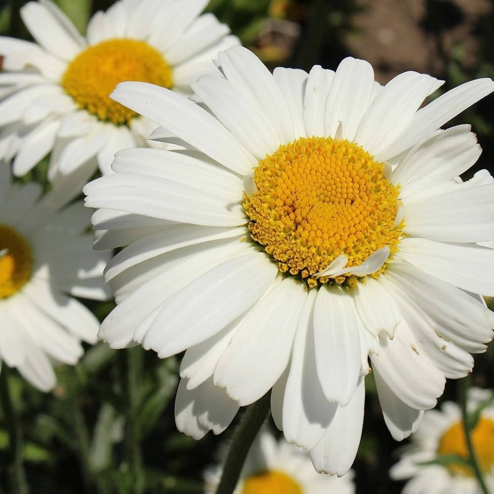 Mini Daisy Bellium minutum Seeds for Planting in Rock Gardens