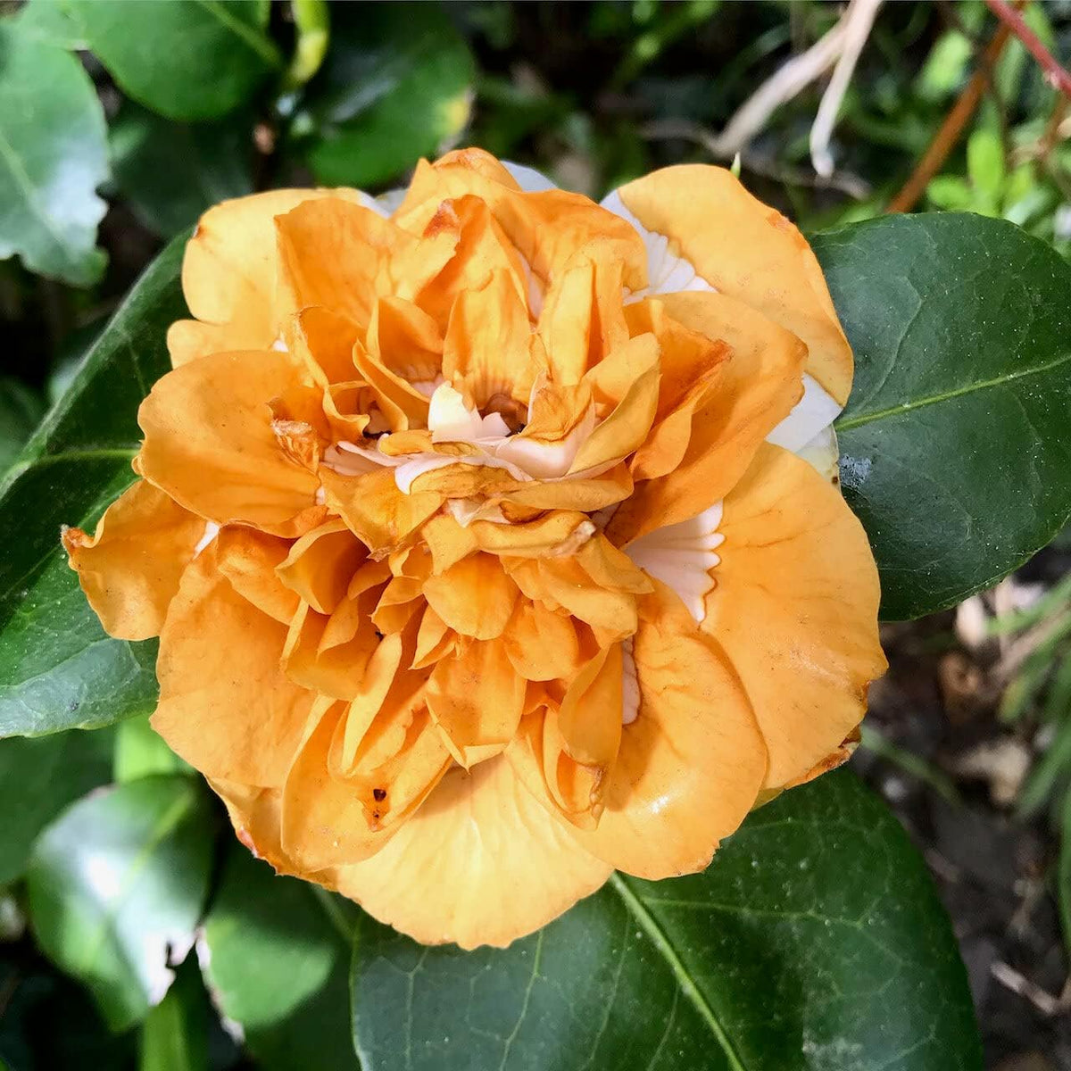 Orange White Camellia Flower seeds blooming in flower beds, containers, borders, and pollinator-friendly gardens