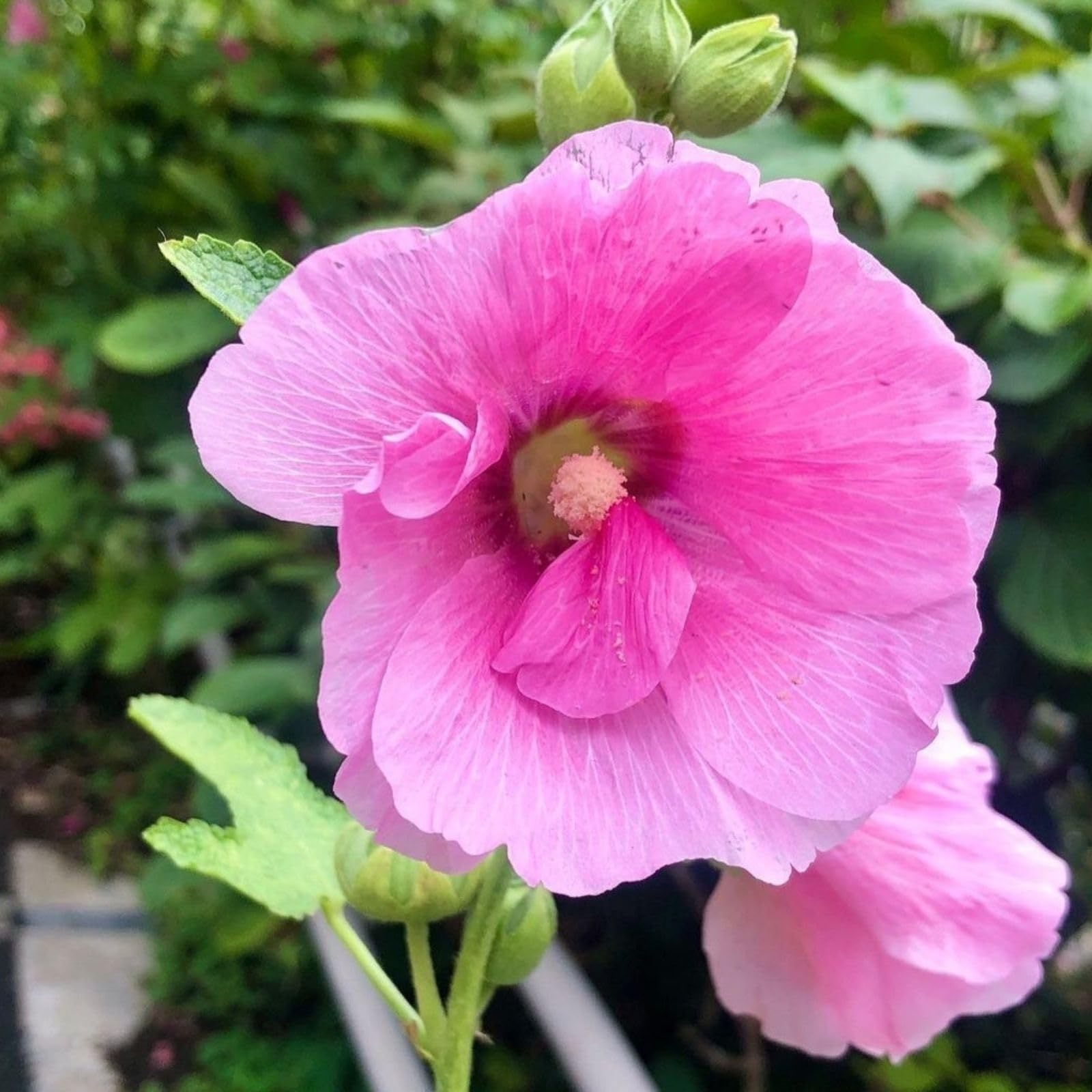 Hollyhock Seeds for Planting Alcea Rosea cottage garden flower fence