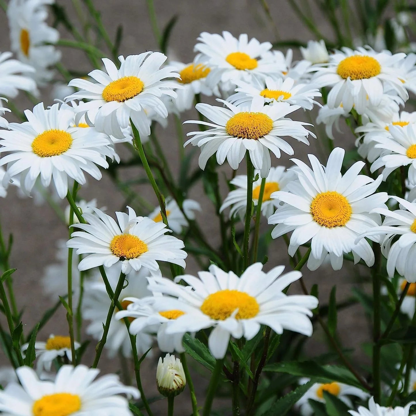 White Leucanthemum Flowers - Seeds for Flourishing Blooms