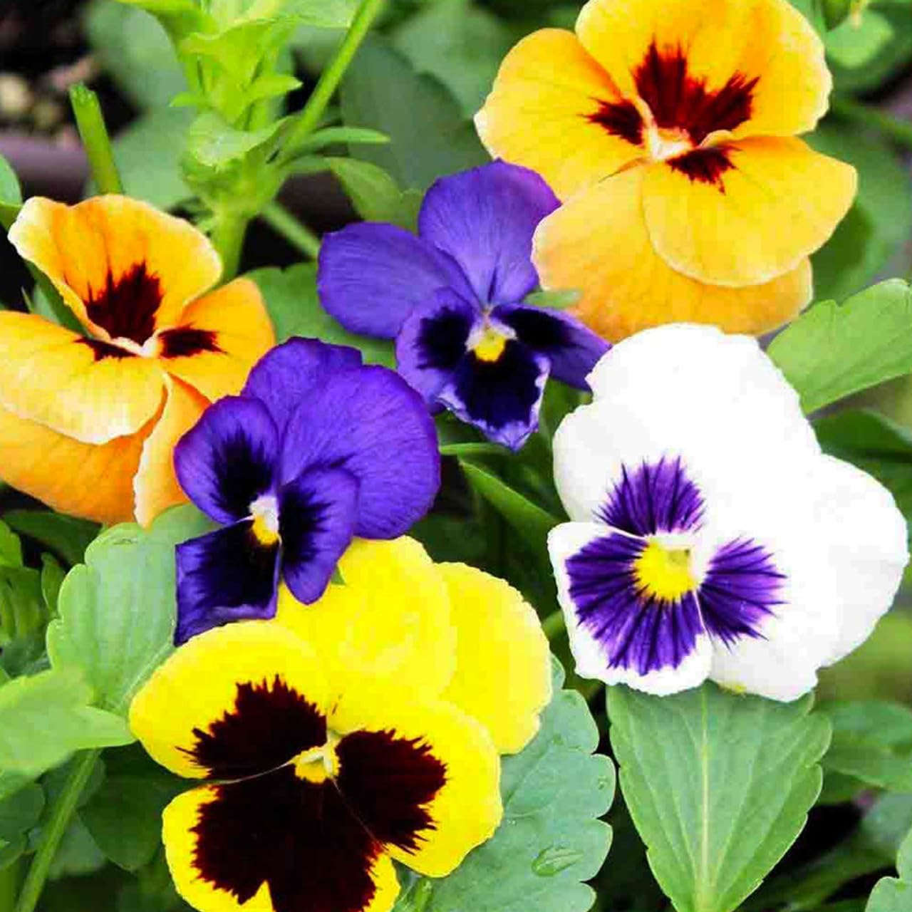 Pansy Viola tricolor Seeds for Planting in Flower Bed & Garden