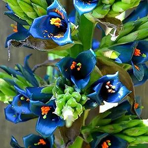 Puya Alpestris Flower Puya alpestris Seeds for Planting in Exotic Garden & Landscape