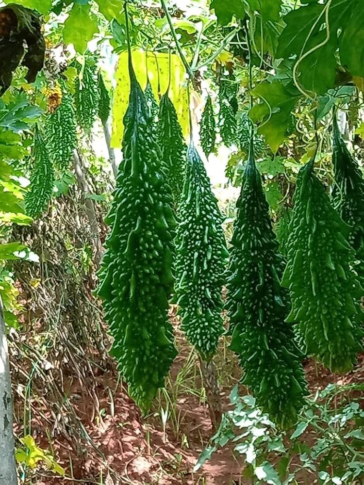 Bitter Melon Momordica charantia Seeds for Planting in Vegetable Patch & Garden